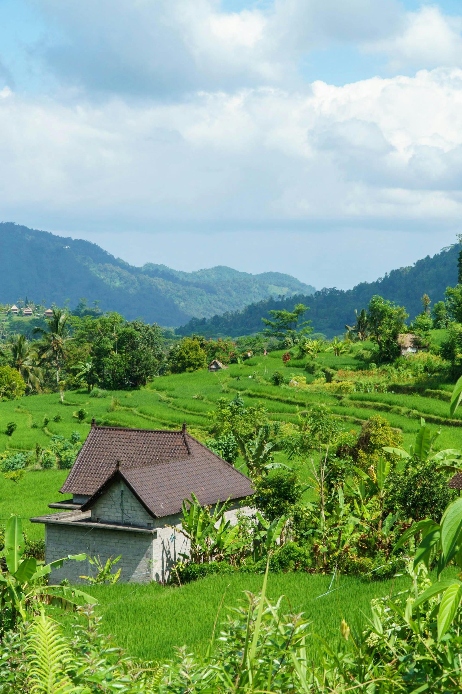 A scenic view of vibrant green rice terraces in Bali, Indonesia, with a traditional hut and mountains in the background.
